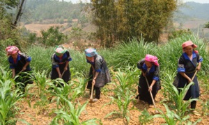 Lãnh đạo đẩy lùi đói nghèo nơi Mù Cang Chải